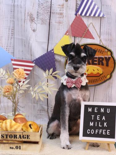 20240913ココくん